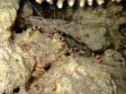 Banded boxer shrimp.