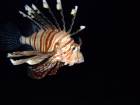 Lionfish finns det gott om.