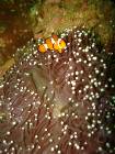 Nemo