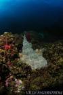 Spotted wobbegong (Orectolobus maculatus). En, för det mesta, bottenlevande haj som är extremt vanlig vid Julian rocks.