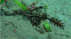 Ornate ghost pipefish - Solenostomus paradoxus