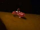 Sjuryggs yngel?...