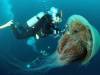 Jättemaneter förödande för japansk fiskeindustri
